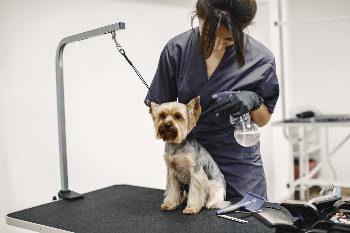 How Mobile Pet Grooming Can Help Reduce Unwanted Hair in Your Home
