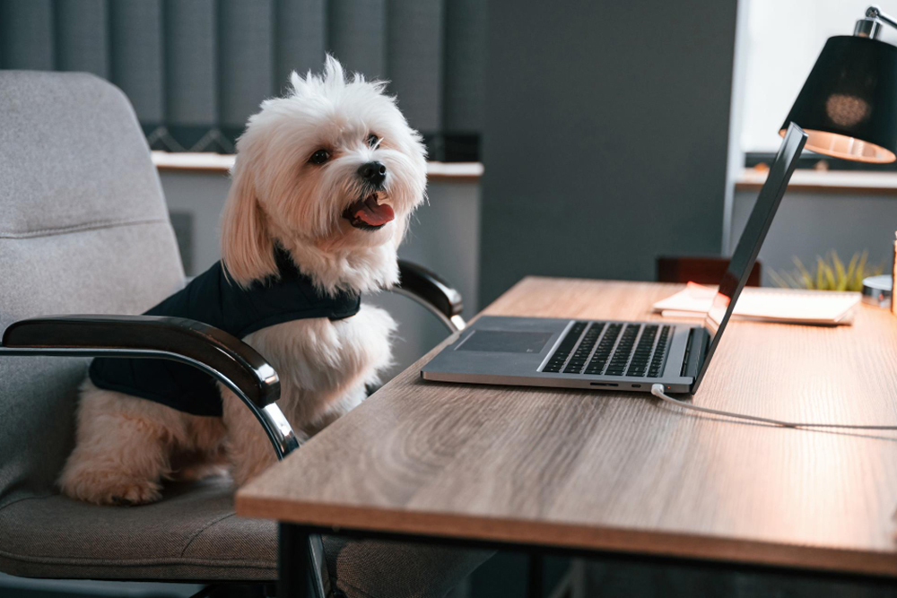 A Guide to a Tidy Pet-Friendly Workspace