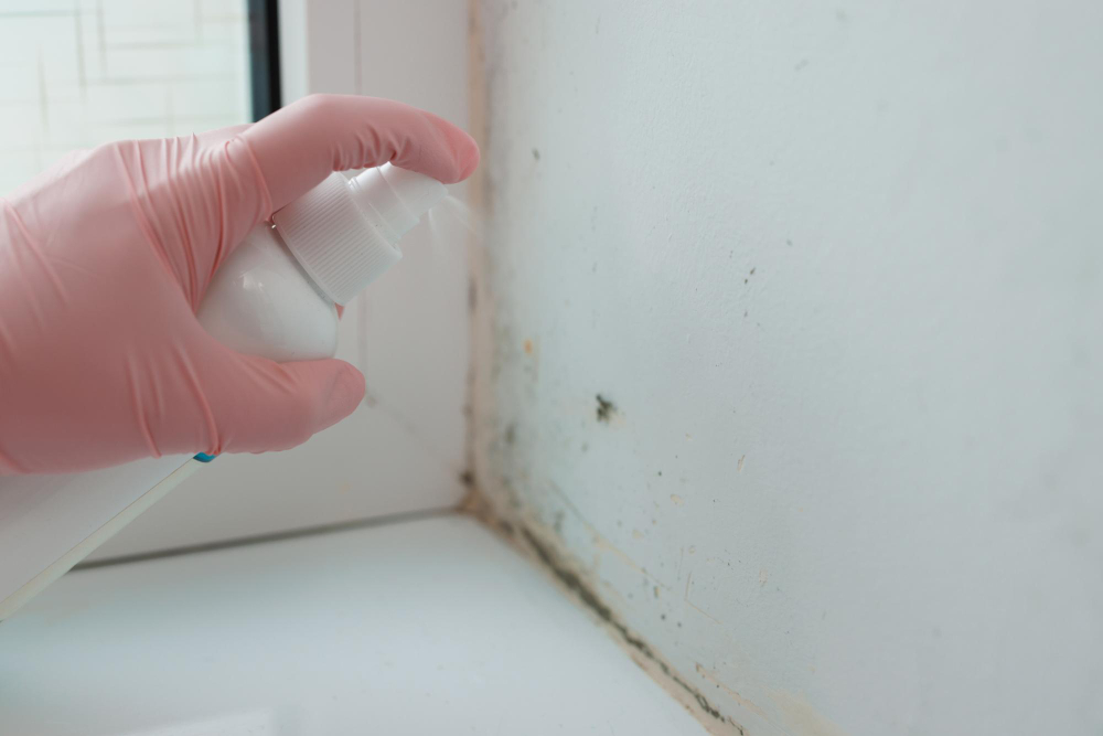How to Get Rid of Mould and Mildew